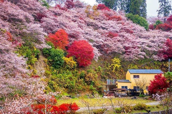 Hình ảnh mùa thu đẹp Nhật Bản 3