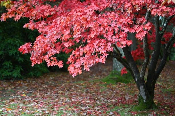 Hình ảnh cây phong lá đỏ đẹp 2