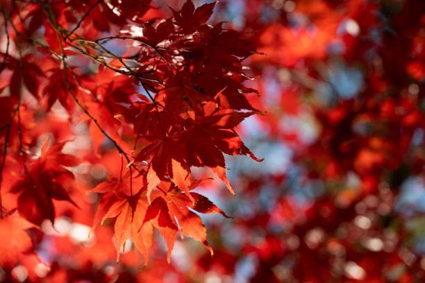 Hình ảnh cây phong lá đỏ đẹp 3