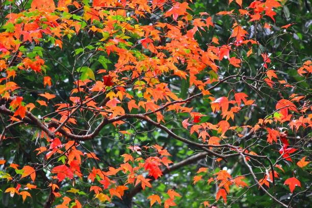 Hình ảnh cây phong lá đỏ đẹp 7