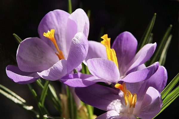 Tên gọi nguồn gốc nhụy hoa nghệ tây saffron