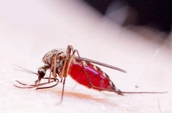 Sốt xuất huyết Dengue