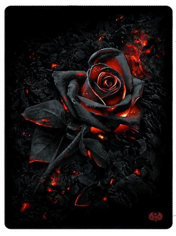 Ý nghĩa hoa hồng đen  loài hoa bí ẩn hiếm có