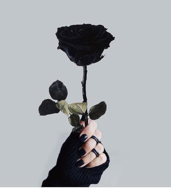 Hoa hồng đen có ý nghĩa gì