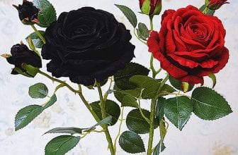 hoa hồng đen nở trong đêm