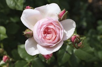 Review hoa hồng cổ