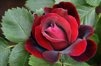 Cách trồng và chăm sóc hoa hồng