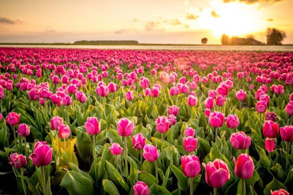 Hình Ảnh Hoa Tulip Đẹp 13