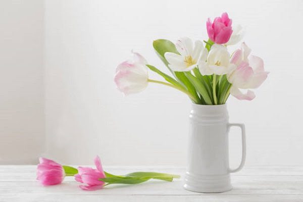 Hình Ảnh Hoa Tulip Đẹp 14