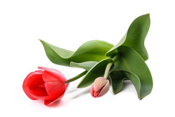 Hình Ảnh Hoa Tulip Đẹp 211