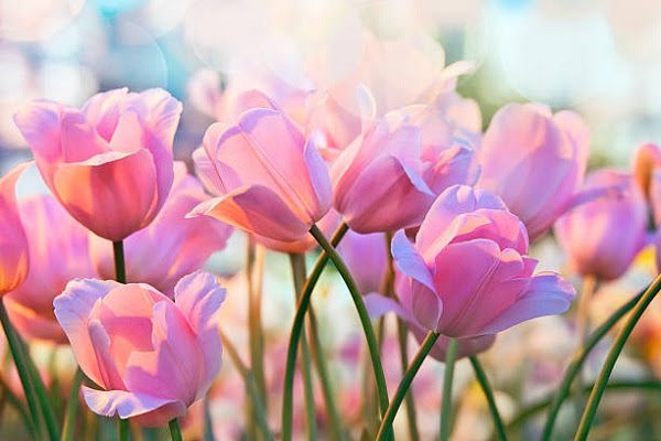 Hình Ảnh Hoa Tulip Đẹp 3