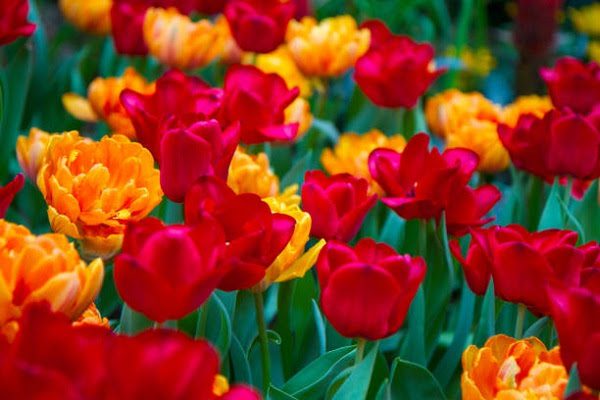Hình Ảnh Hoa Tulip Đẹp 4