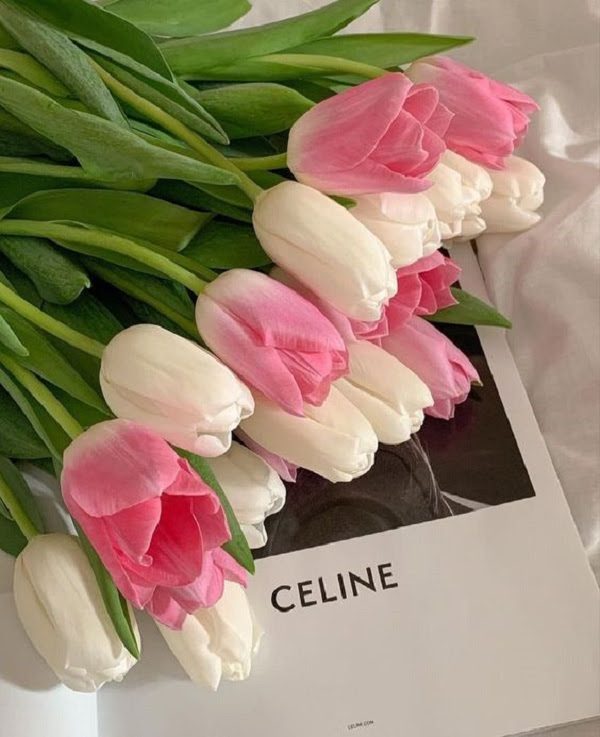 Hình Ảnh Hoa Tulip Đẹp 7