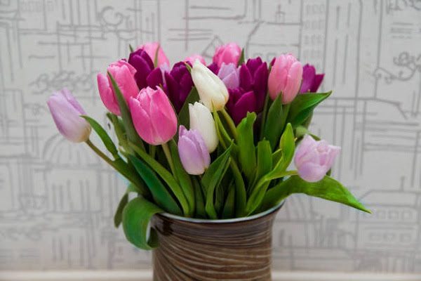 Tulip Trang Trí Văn Phòng, Nơi Làm Việc
