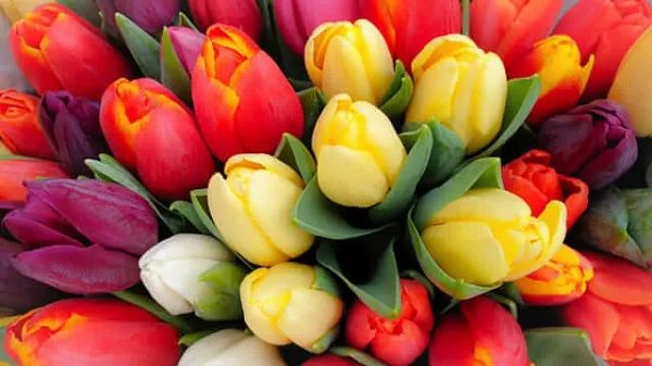 Hoa Tulip Đẹp