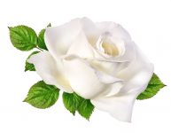 Giải mã hoa hồng trắng
