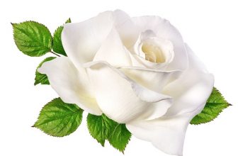 Giải mã hoa hồng trắng