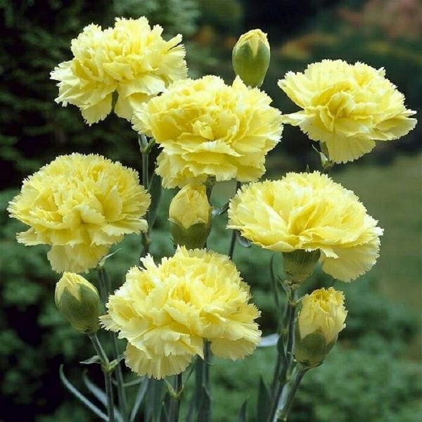 Hoa Cẩm Chướng Vàng