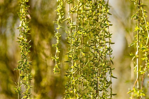 Cúc Tần Ấn Độ Có Tên Khoa Học Là Vernonia Elliptica