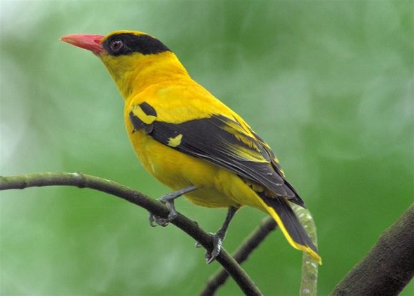 Top 18 Loài chim đẹp nhất thế giới - toplist.vn