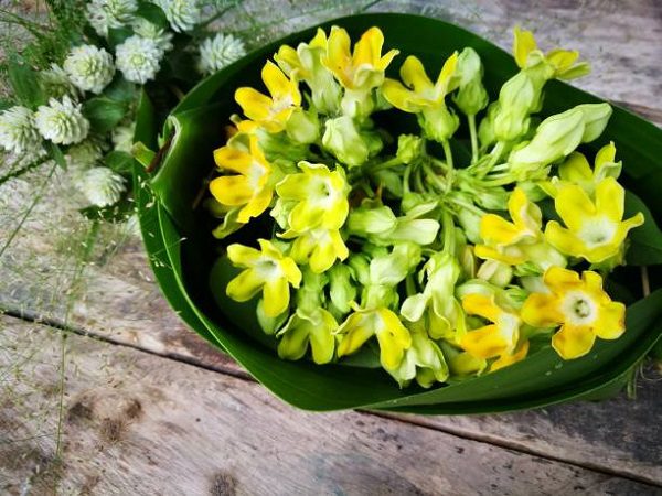 Hoa thạch thảo – Loài hoa mang vẻ đẹp lãng mạn của tình yêu